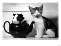 WA2151693~Pinkie-the-Guinea-Pig-and-Perky-the-Kitten-Tottenahm-London-September-1978-Posters