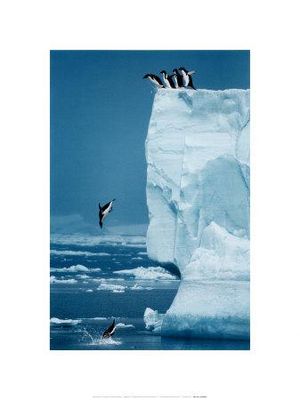 6445019~Penguins-Diving-Off-Iceberg-Posters