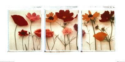 Wild-Flowers-Print-C10084068